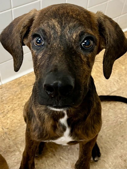 adoptable Dog in San Antonio, TX named DUCK