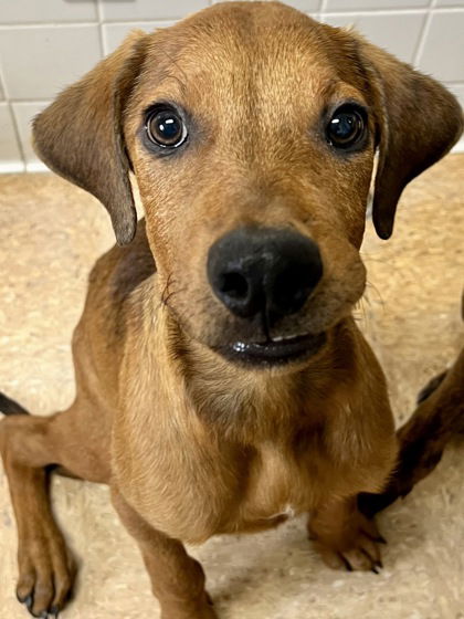 adoptable Dog in San Antonio, TX named GOOSE