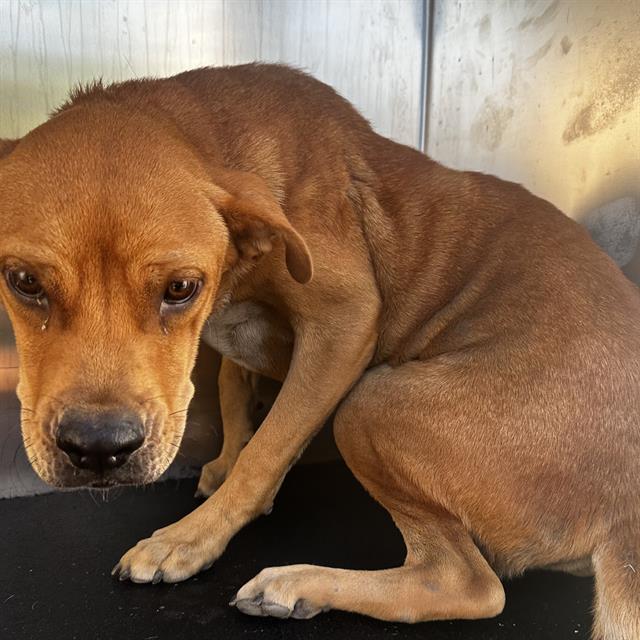 adoptable Dog in San Antonio, TX named PARMESAN