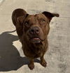 adoptable Dog in  named ARES