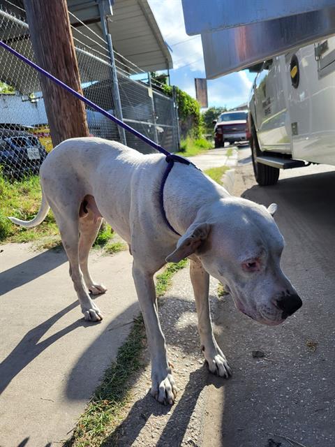 adoptable Dog in San Antonio, TX named SNOW