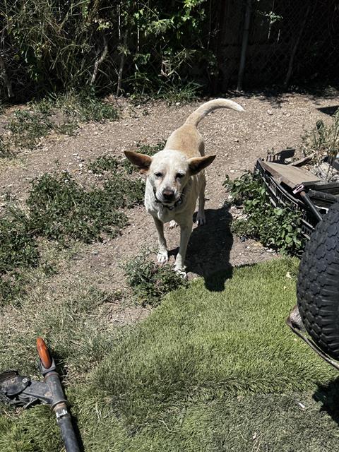 adoptable Dog in San Antonio, TX named LILY