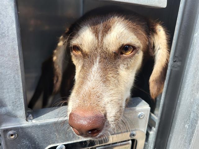 adoptable Dog in San Antonio, TX named FREDDY