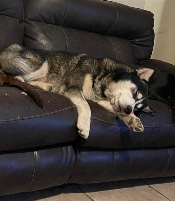 adoptable Dog in San Antonio, TX named MAVERICK