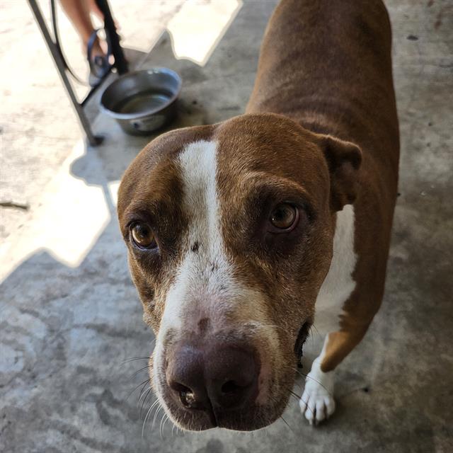 adoptable Dog in San Antonio, TX named SUNSHINE