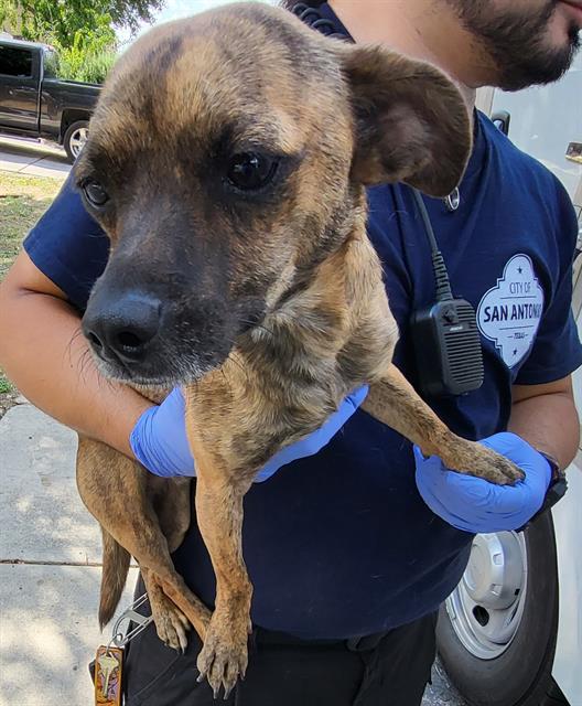 adoptable Dog in San Antonio, TX named JACK