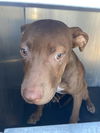 adoptable Dog in  named CINNAMON