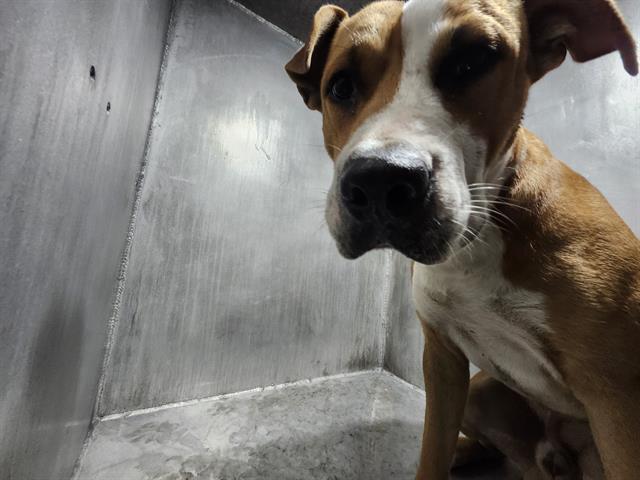 adoptable Dog in San Antonio, TX named A728108