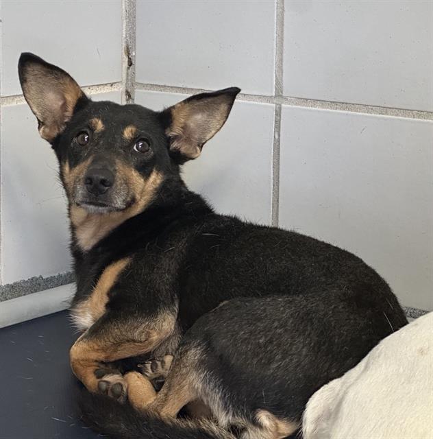 adoptable Dog in San Antonio, TX named PANCHITA