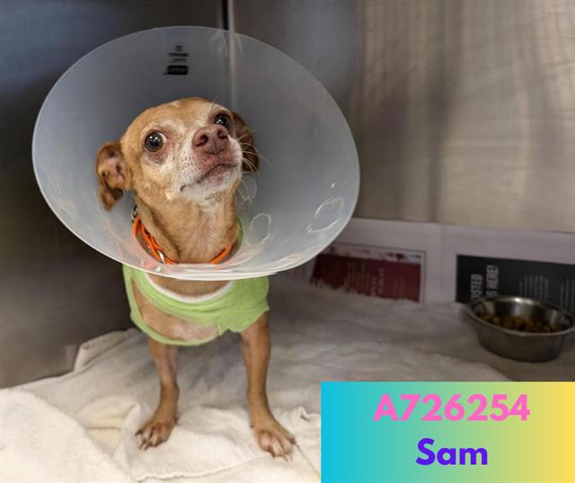 adoptable Dog in San Antonio, TX named SAM