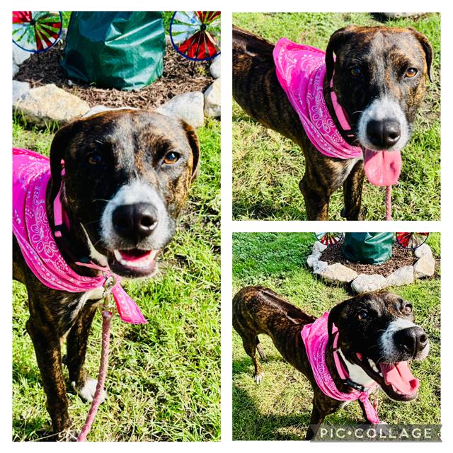 adoptable Dog in San Antonio, TX named SPRINKLES