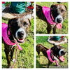 adoptable Dog in  named SPRINKLES