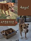 adoptable Dog in  named ANGEL