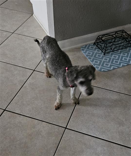 adoptable Dog in San Antonio, TX named MAISY