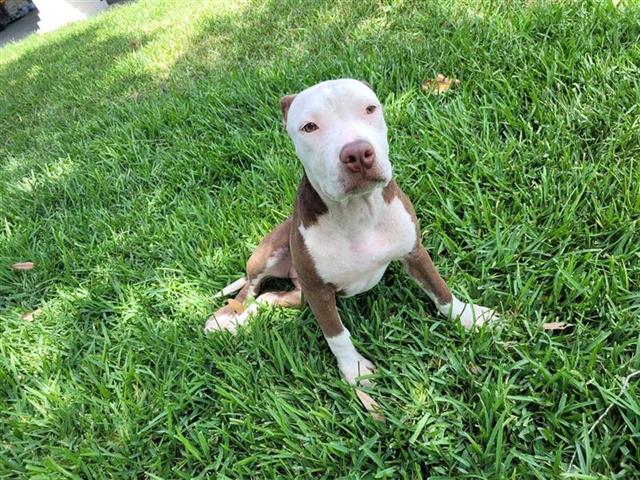 adoptable Dog in San Antonio, TX named KIRA