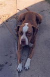 adoptable Dog in  named SASHA PAWS
