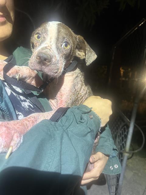 adoptable Dog in San Antonio, TX named BOOF