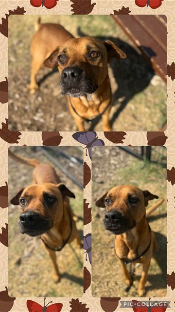adoptable Dog in San Antonio, TX named PETE