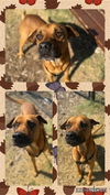 adoptable Dog in  named PETE