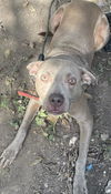 adoptable Dog in  named LADY