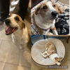adoptable Dog in  named PRINCESS