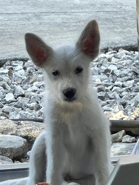 adoptable Dog in San Antonio, TX named TUCKER