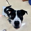 adoptable Dog in  named HAPPY