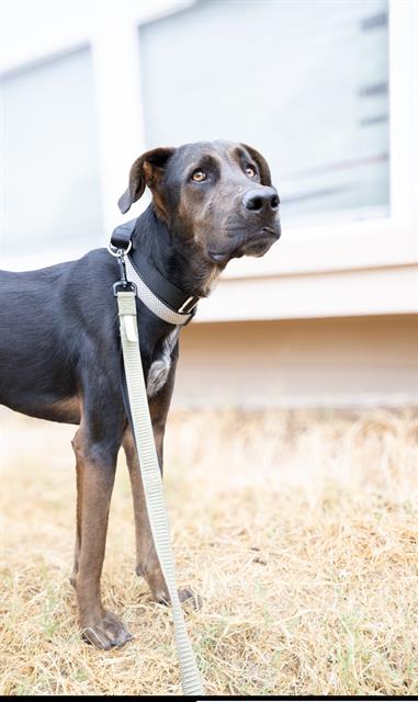 adoptable Dog in San Antonio, TX named DOZER
