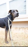 adoptable Dog in  named DOZER