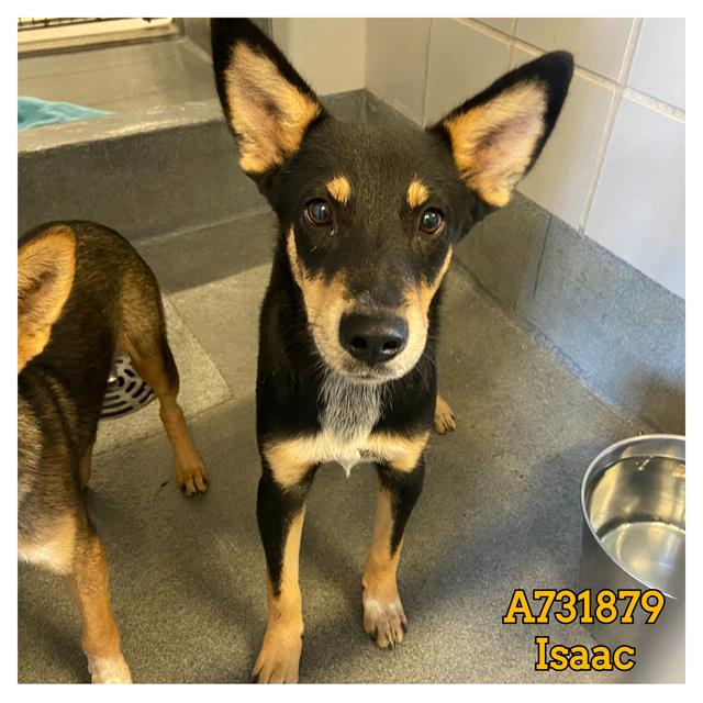 adoptable Dog in San Antonio, TX named ISAAC