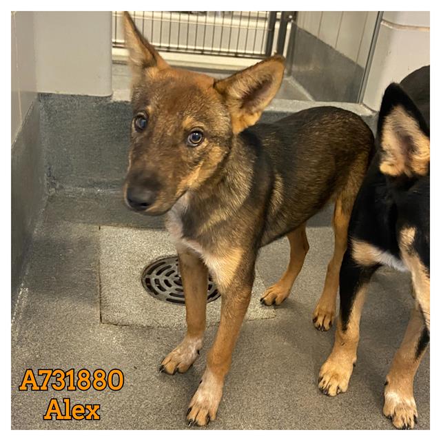 adoptable Dog in San Antonio, TX named ALEX