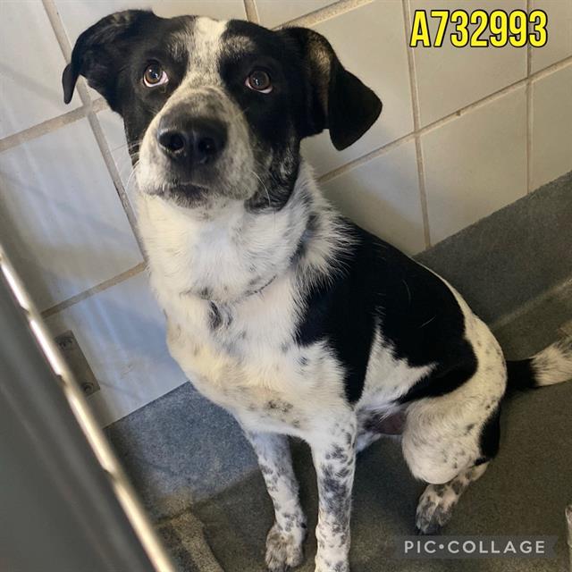 adoptable Dog in San Antonio, TX named DOMINO