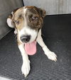 adoptable Dog in  named PRINCESS
