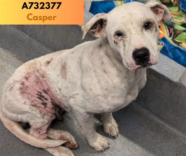adoptable Dog in San Antonio, TX named CASPER