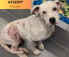 adoptable Dog in  named CASPER