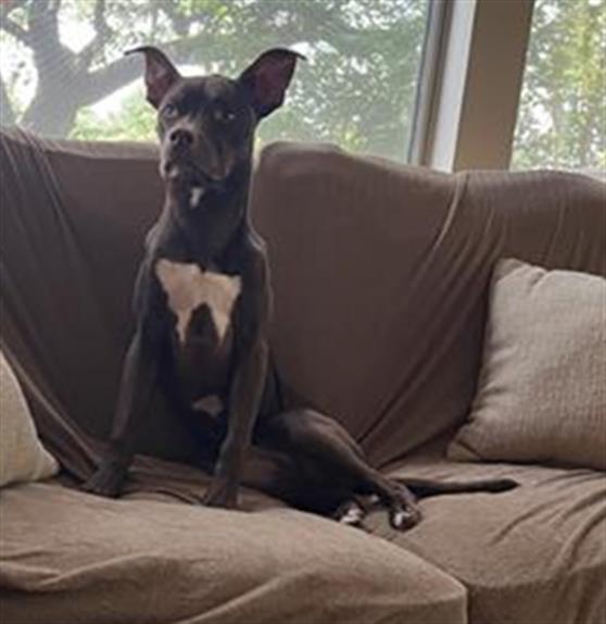 adoptable Dog in San Antonio, TX named NESTLE