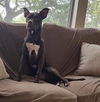 adoptable Dog in  named NESTLE