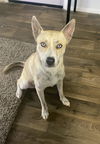 adoptable Dog in  named CAMILA