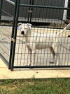 adoptable Dog in  named CHLOE