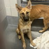 adoptable Dog in  named ZIN