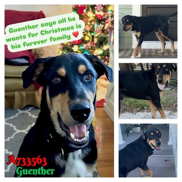 adoptable Dog in San Antonio, TX named GUENTHER