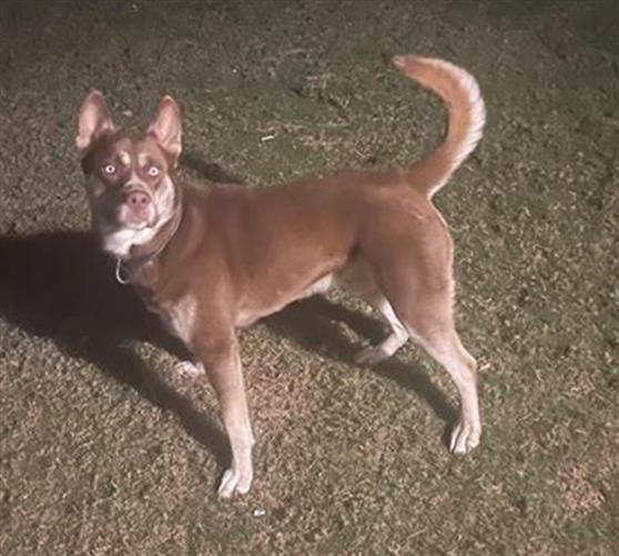 adoptable Dog in San Antonio, TX named ANAKIN