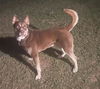 adoptable Dog in  named ANAKIN