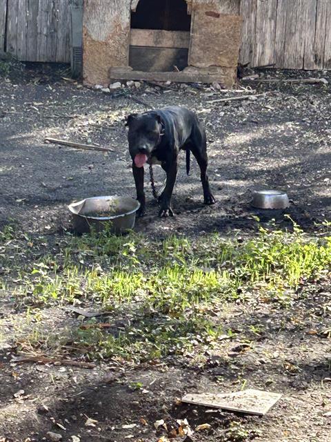 adoptable Dog in San Antonio, TX named CHILLON
