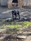 adoptable Dog in  named CHILLON