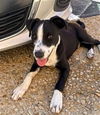 adoptable Dog in  named GREGORIO