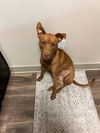 adoptable Dog in  named BAMBINO