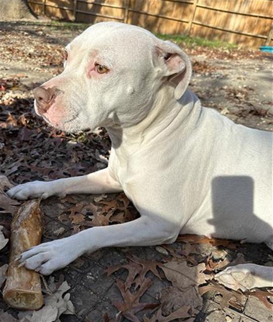 adoptable Dog in San Antonio, TX named SCULLY