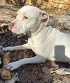 adoptable Dog in  named SCULLY