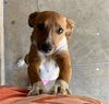 adoptable Dog in  named JOEY